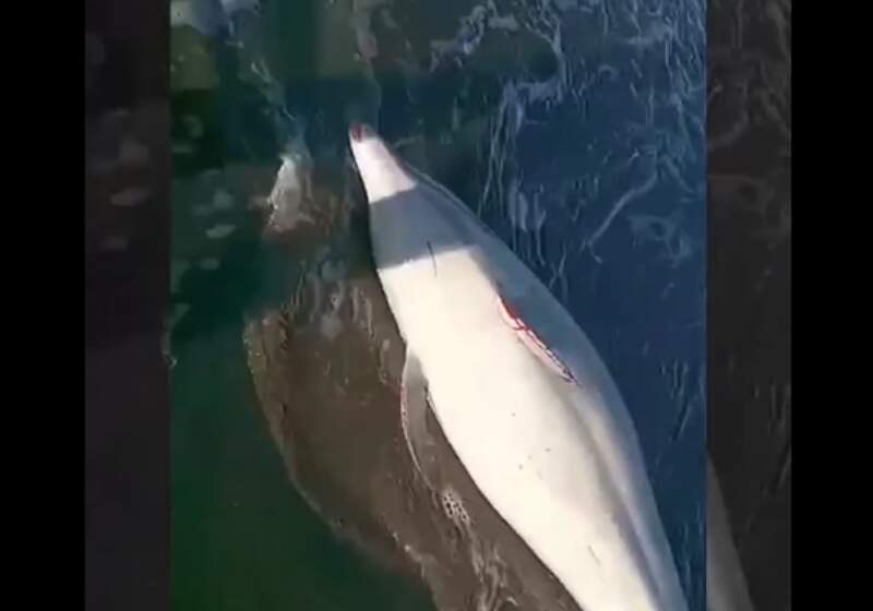  El ejemplar había varado en la boca de la albúfera y fue asistido por personal de la Reserva con apoyo de profesionales de Mundo Marino.