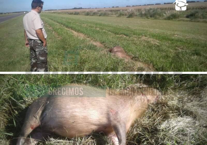 Solicitan a los conductores que extremen los cuidados al momento de transitar por la zona de la Reserva Provincial Mar Chiquita, ya que es común la presencia de animales silvestres