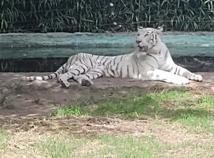 Piden el cierre definitivo del Zoológico de Batán por maltrato animal 