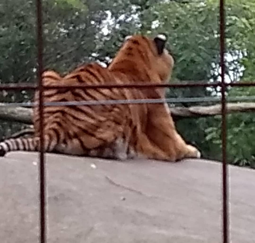 Piden el cierre definitivo del Zoológico de Batán por maltrato animal 