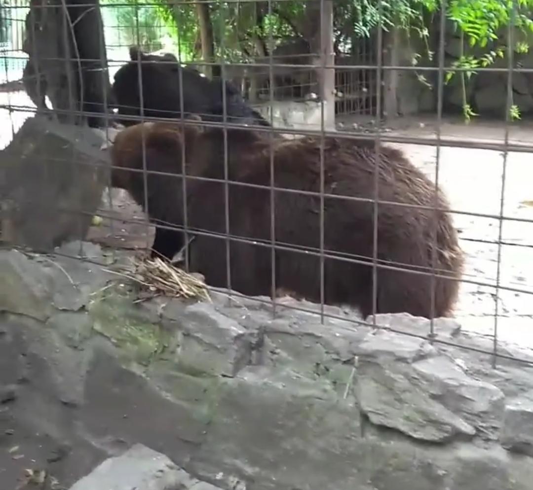 Piden el cierre definitivo del Zoológico de Batán por maltrato animal 
