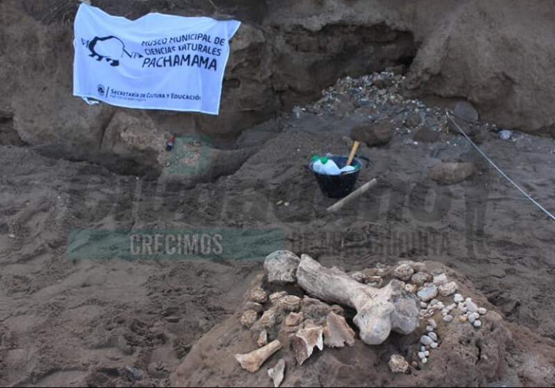 Lo importante de este hallazgo de un ejemplar bebé es que se pueden contar con los dedos de la mano. Es un caso único en esta región por sus características.