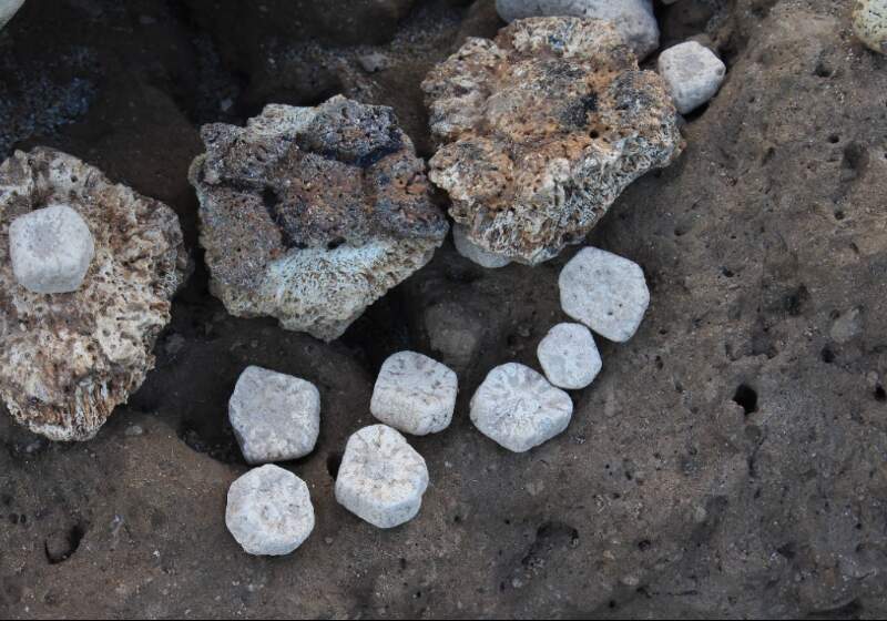 El miembro de la División Paleontología Vertebrados del Museo de La Plata sostuvo: “Están a la vanguardia mundial si se quiere en relación a lo que son los ecomuseos”.


