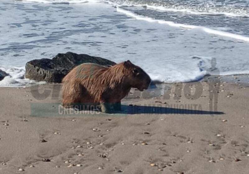 En medio del furor por estos roedores, desde la Reserva Natural Mar Chiquita remarcaron la importancia de su preservación y la de todos los animales.