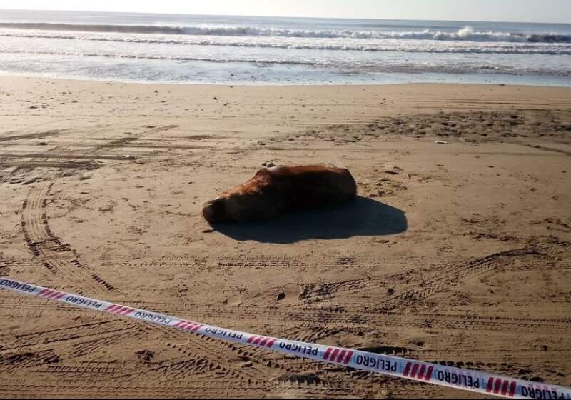 El animal se encuentra entre Mar de Cobo y Mar Chiquita y las autoridades vallaron el lugar para que no se acerque la gente.