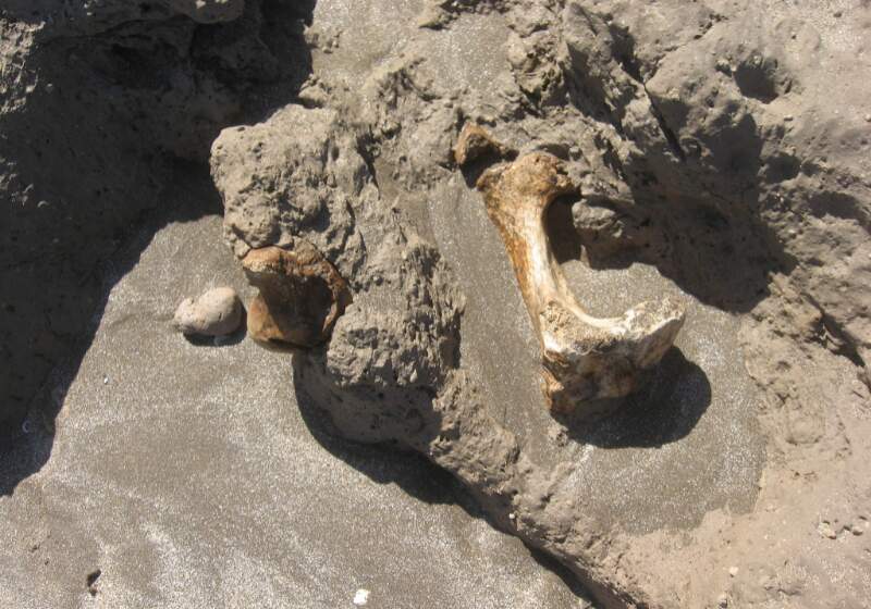 Se trata de placas óseas descubiertas en el límite de la localidad costera con Camet Norte. El rescate de los restos fosilizados fue realizado por profesionales del Museo Municipal