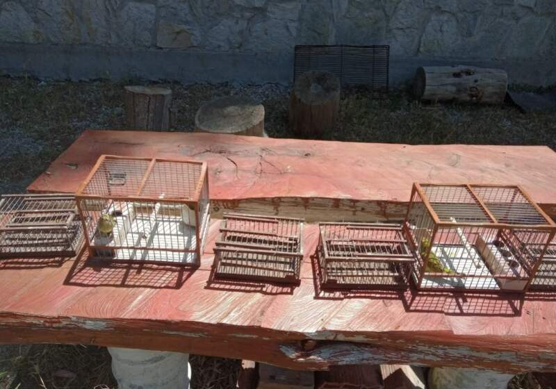 Las autoridades liberaron aves que habían sido capturadas.
