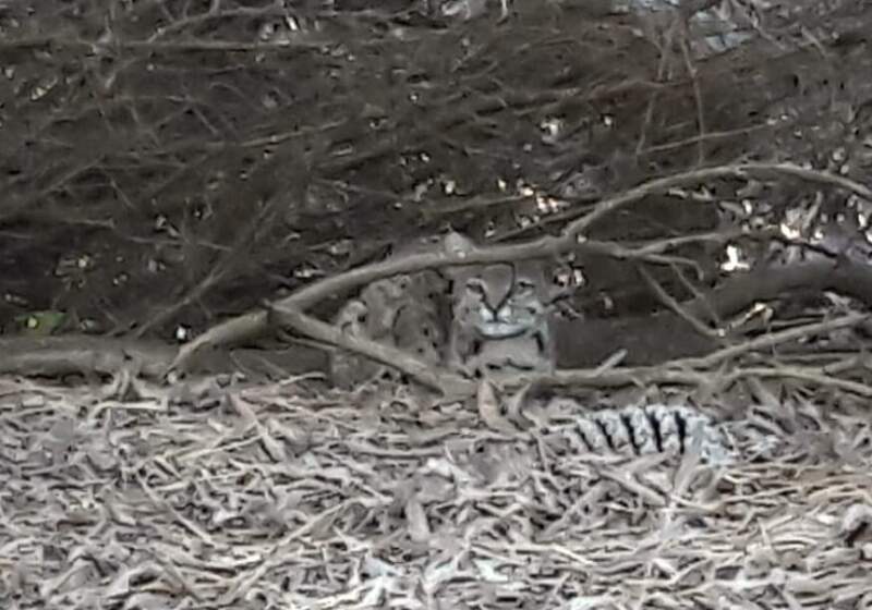 El animal silvestre fue rescatada de un domicilio particular y liberada en la Reserva hace seis meses, pero elige merodear el Puesto de Guardaparques.