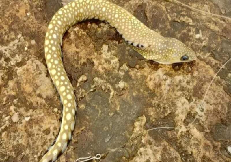 Este fin de semana se viralizó la imagen de una pesca muy singular que se realizó en Mar Chiquita: Conocé al pez con forma de serpiente.